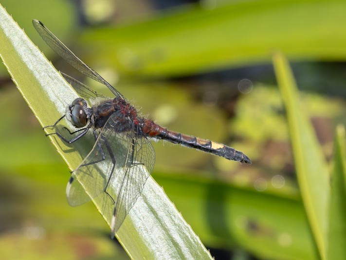 Leucorrhinia pectoralis (Yellow-spotted Whiteface)-5.jpg